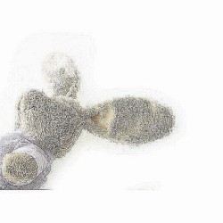 Hase mit T-Shirt - Felix - Beige