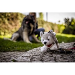 Hund Husky mit rotem Halstuch - Trooper - Grau